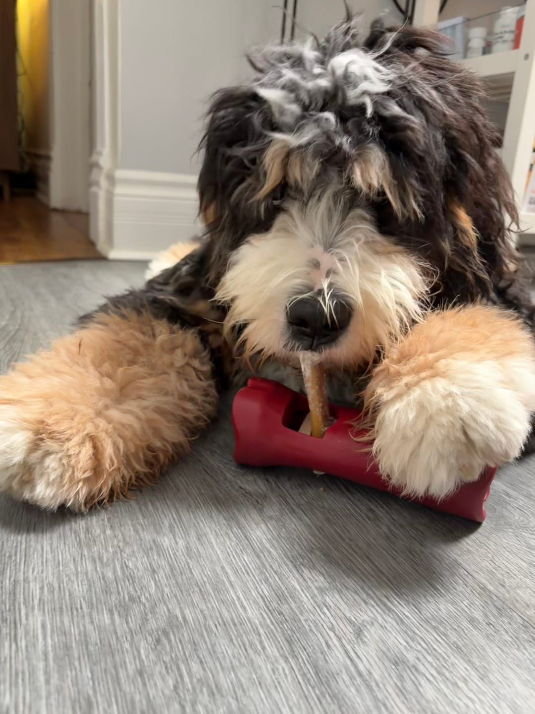 Customer photo review of Bully Stick Safety Holder