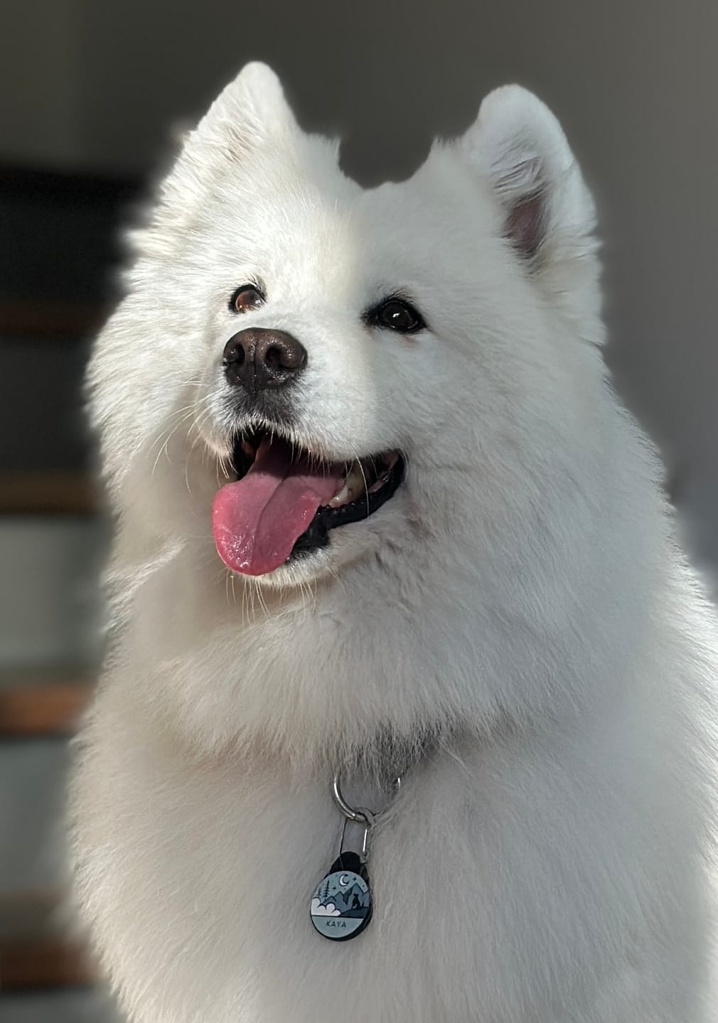 Customer photo review of Nightfall Blue - Silent Dog ID Tag