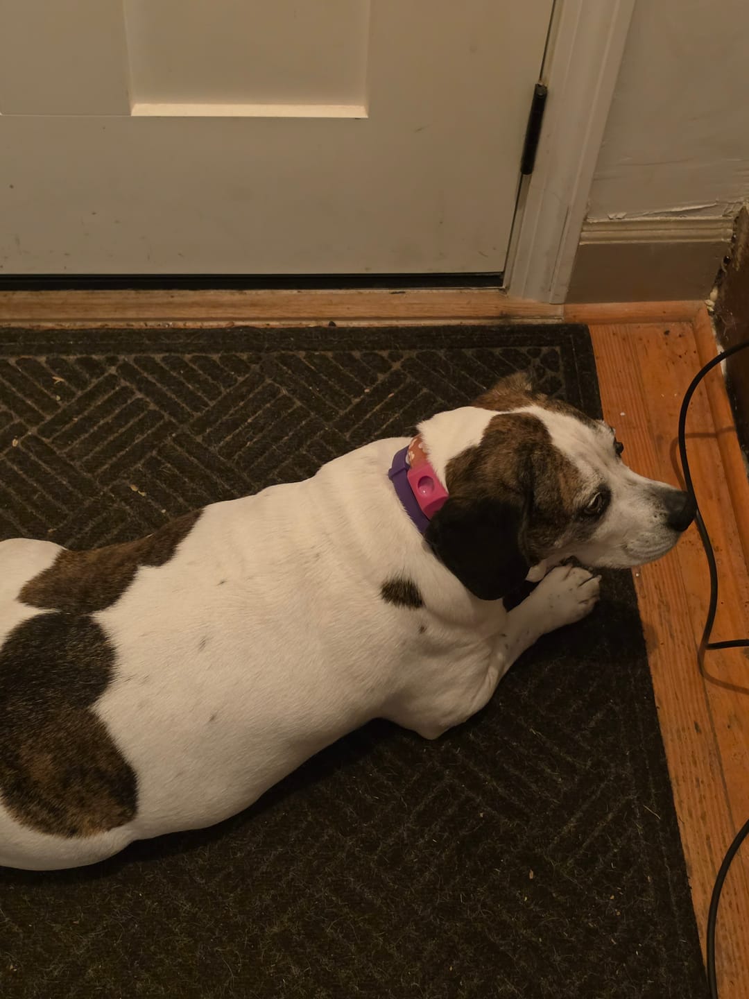 Customer photo review of FurLife™ 12 Months Flea and Tick Free