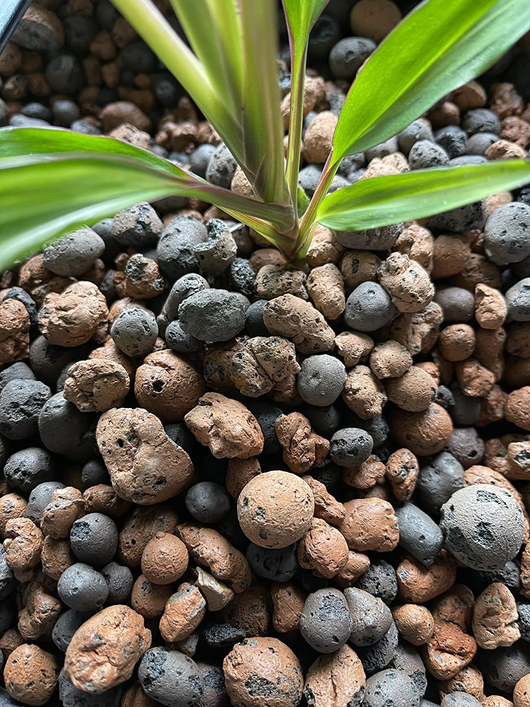 Customer photo review of Floragard Tongranulat, Blähton, Hydrokultursubstrat für Pflanzkästen, Kübel oder Topfe