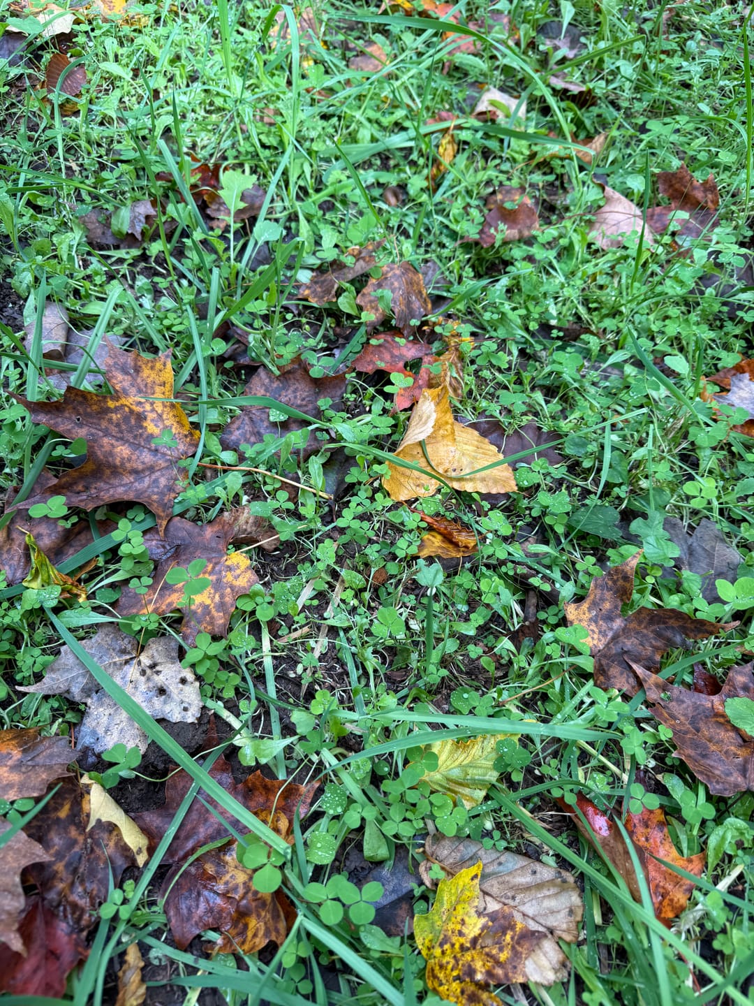 Customer photo review of Hot Chic™ Food Plot Seed
