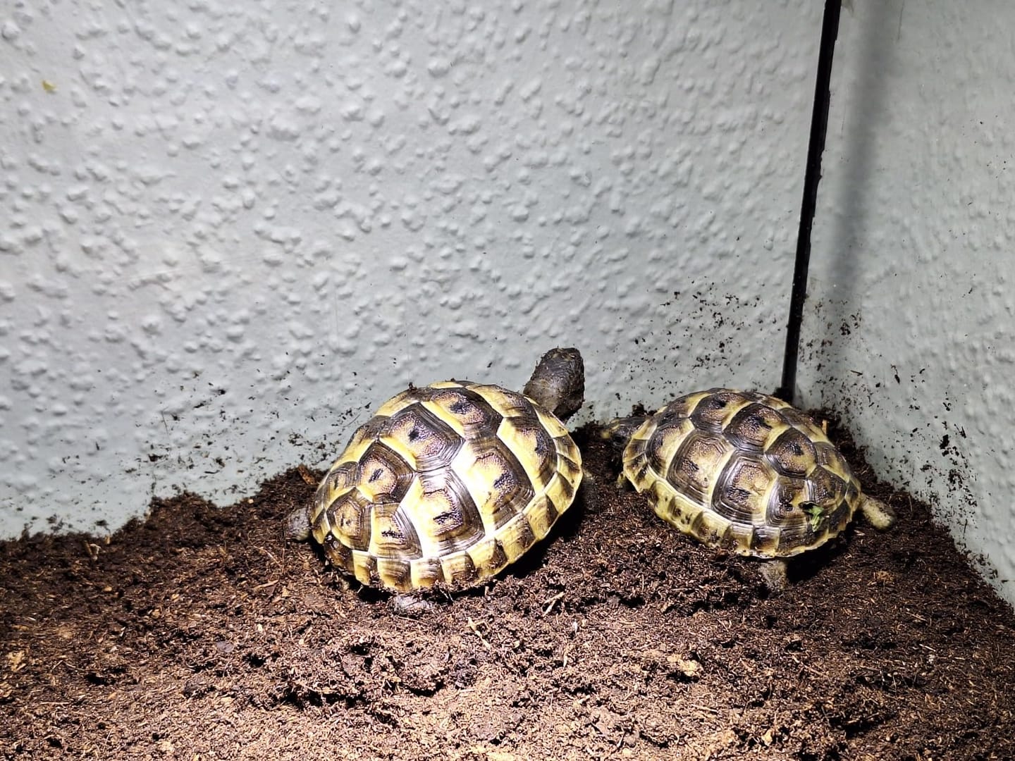 Customer photo review of Floragard Schildkröten - Substrat Terrariensubstrat Terrarienerde Bodengrund