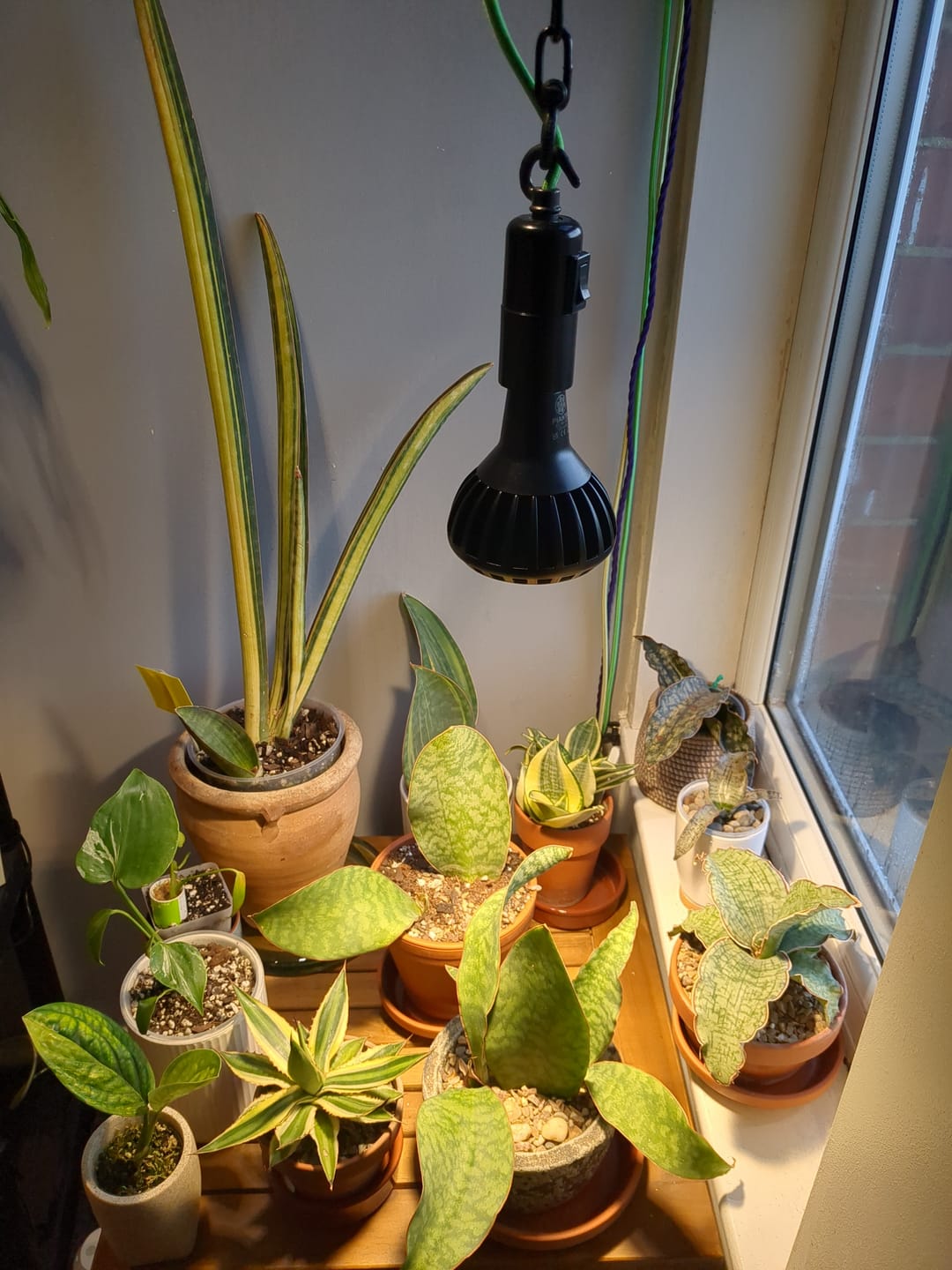 Customer photo review of Pianta LED Grow Light Bulb : Black