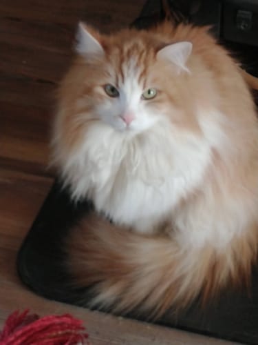 Customer photo review of Cat Respiratory Relief & Allergy Bundle (Colds, Sneezing, Congestion)