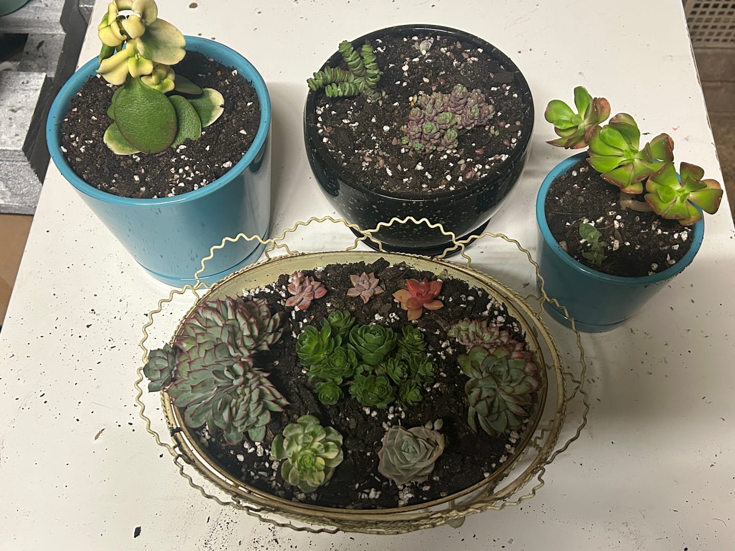 Customer photo review of Greenovia Dodrentalis Variegated (Lg)