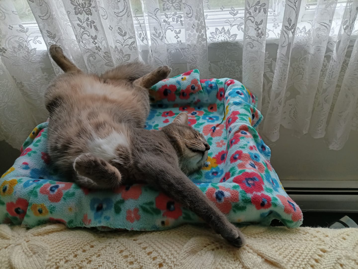 Customer photo review of Hurrb Catnip