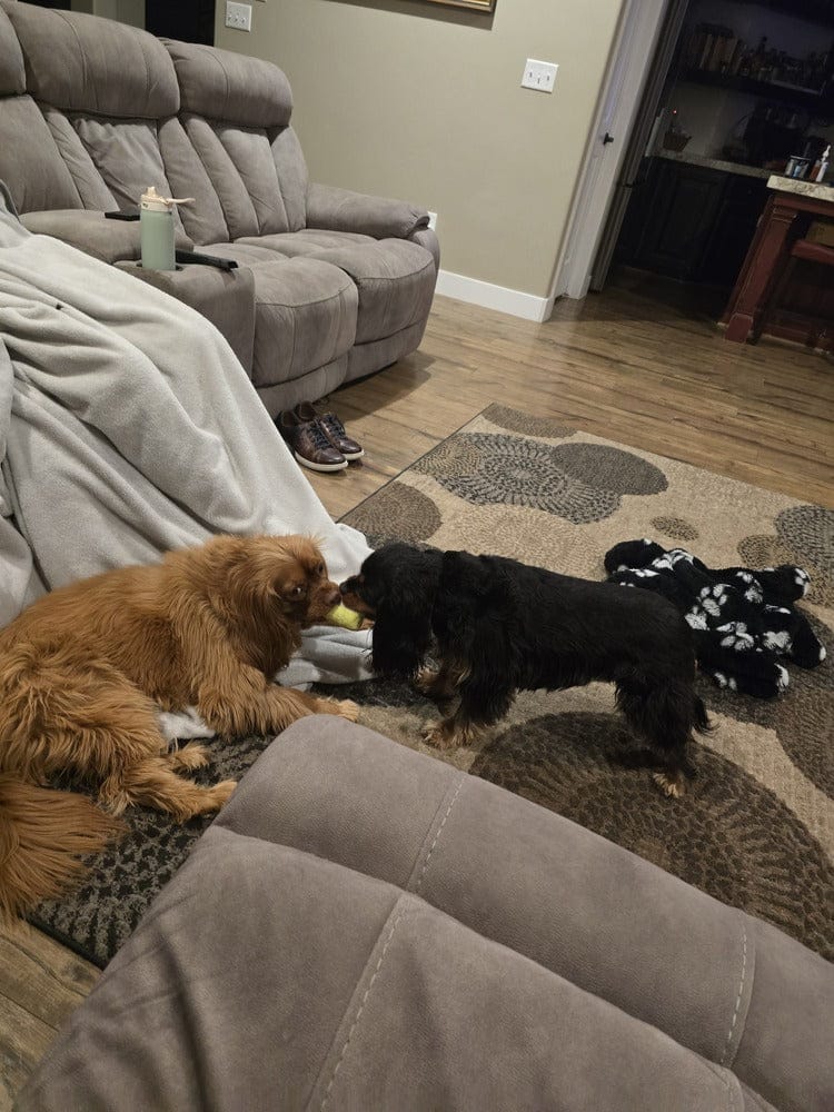 Customer photo review of Kit Difusores Calmantes para Perro