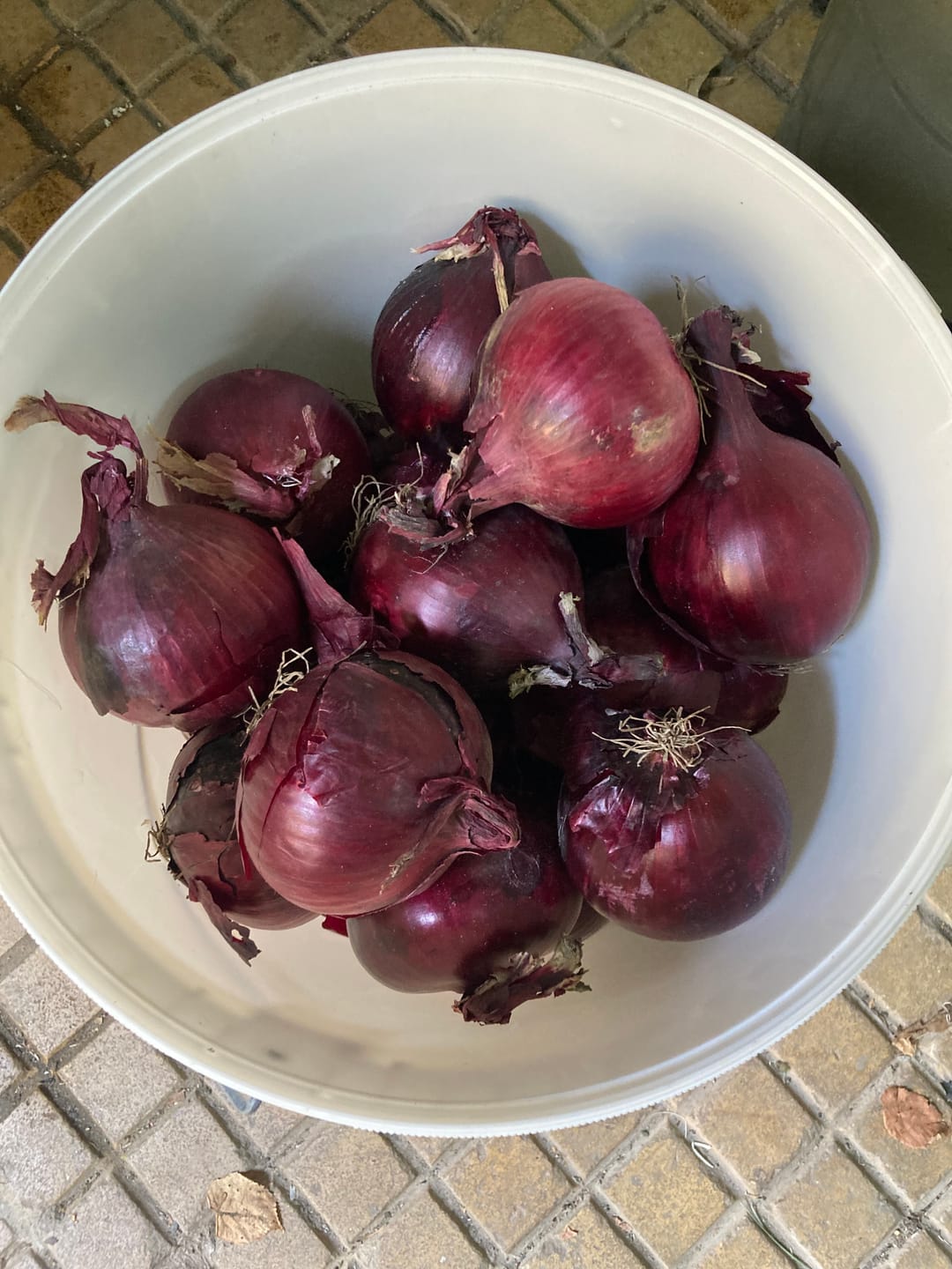 Customer photo review of Zwiebel rot Bio regional bioland aus Bayern