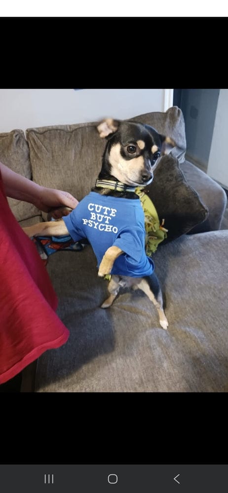 Customer photo review of Kit Difusores Calmantes para Perro