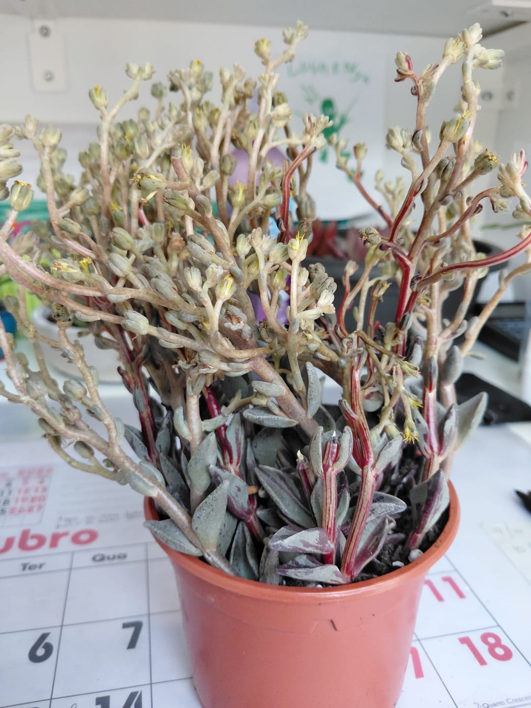Customer photo review of Lenophyllum guttatum variegata