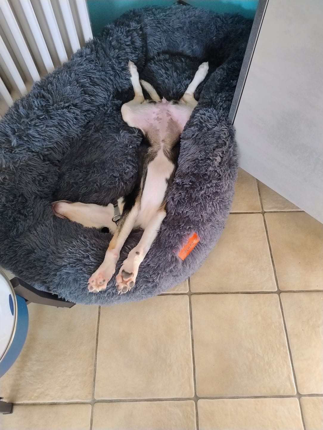 Customer photo review of Puppery Hundebett Wolke 7 - Das Original