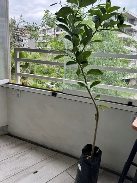Customer photo review of Limón Sutil de Gaza – Aroma cítrico y frescura instantánea desde tu propio jardín