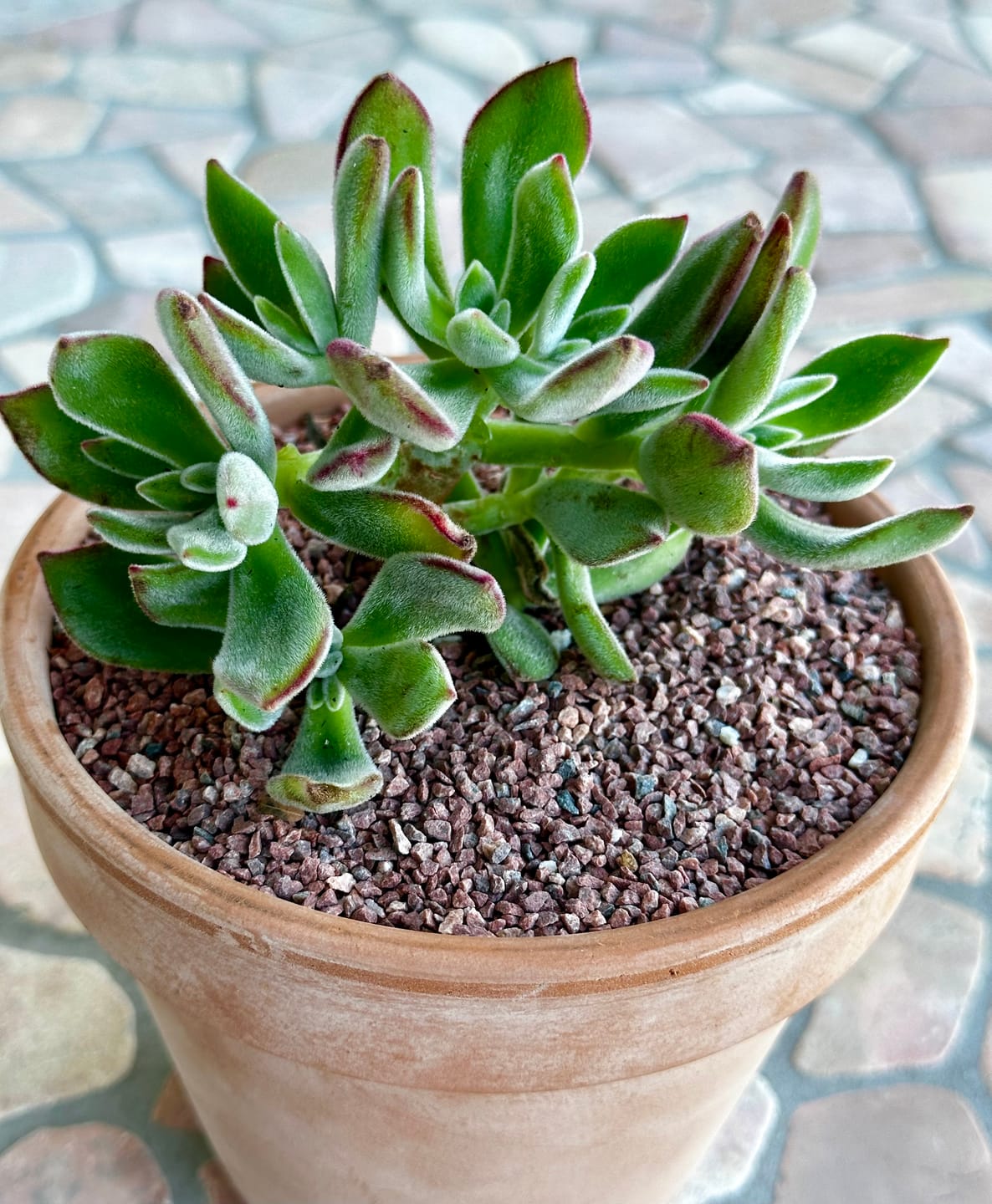 Customer photo review of Echeveria pulvinata 'Ruby'