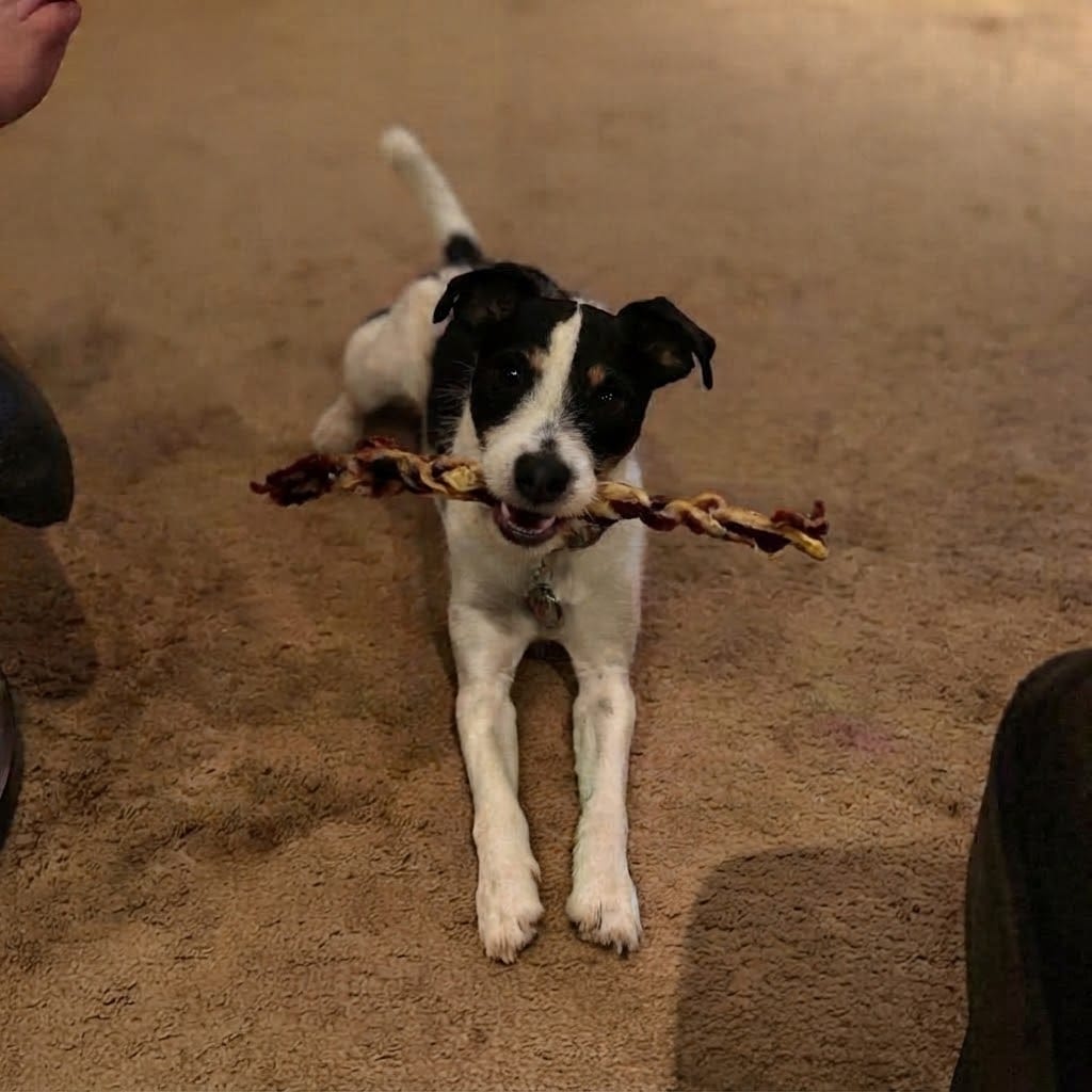 Customer photo review of Ostrich Tendon Twister (12" x 2.5" x 1"): The Satisfying, All-Natural Chew for Dental Health & Joint Support