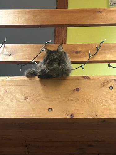 Reviewer's cat resting on a wooden ledge above the Butterfly Chart Luxury Cat Scratching Board.