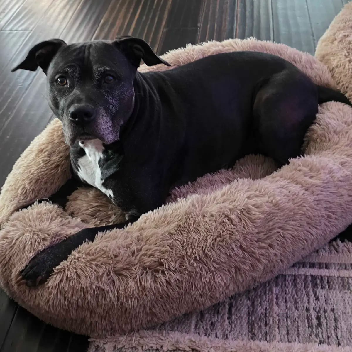 Customer photo review of Calming Orthopedic Dog Bed
