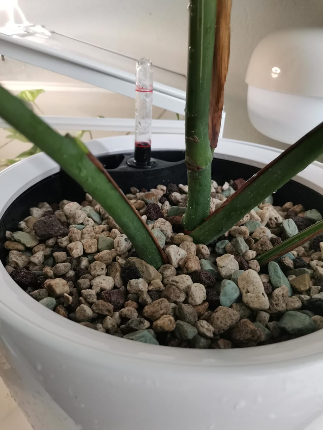 Customer photo review of Floragard Green Jungle Mix, Mineralisches Pflanzengranulat, Mineralische Blumenerde, ohne Torf