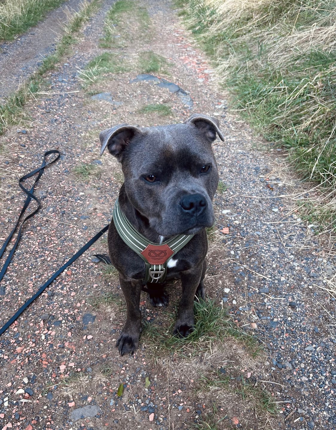 Customer photo review of Staffordshire Bull Terrier 1935® Harness & Leash Set - Green