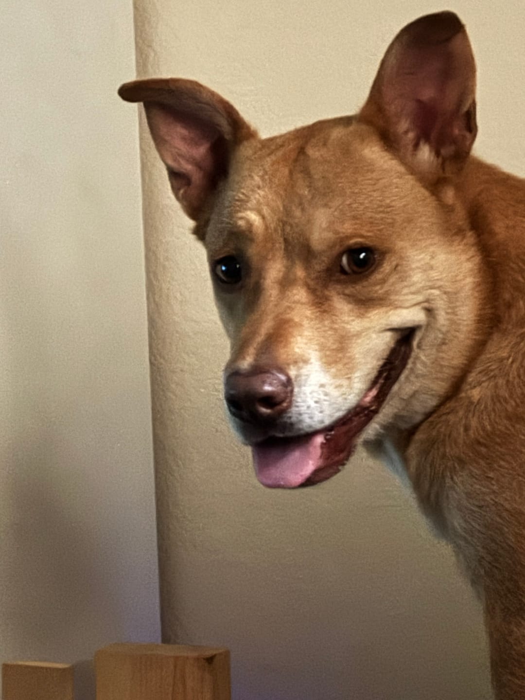 Customer photo review of Iron Paws Daily Human-Grade Superfood For Dogs