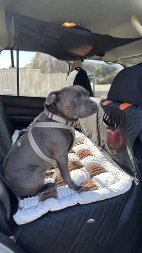 Customer photo review of Pawlow Hard Bottom Seat Cover.