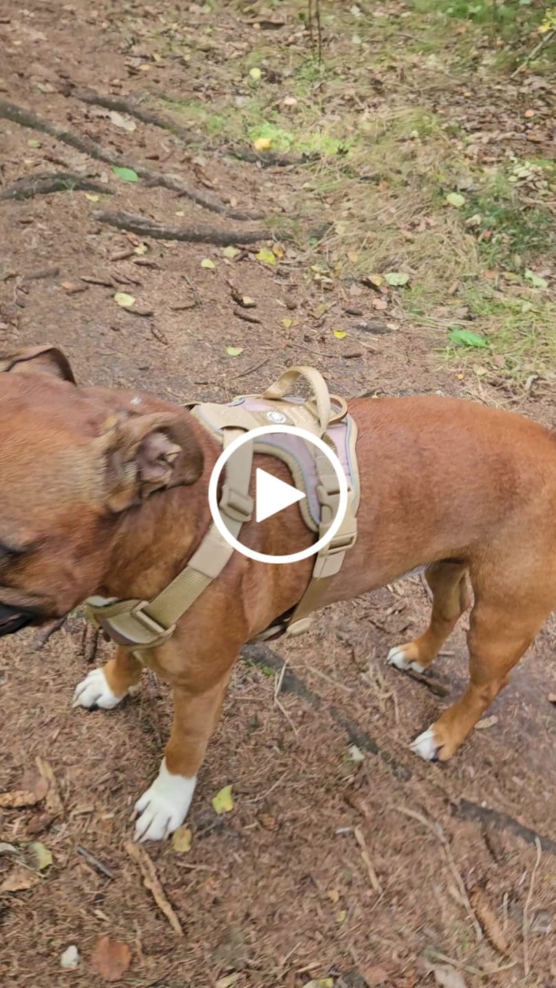 Customer video review of Anti Pull Hurricane Harness Lighter | With Handle - Tan X Tan