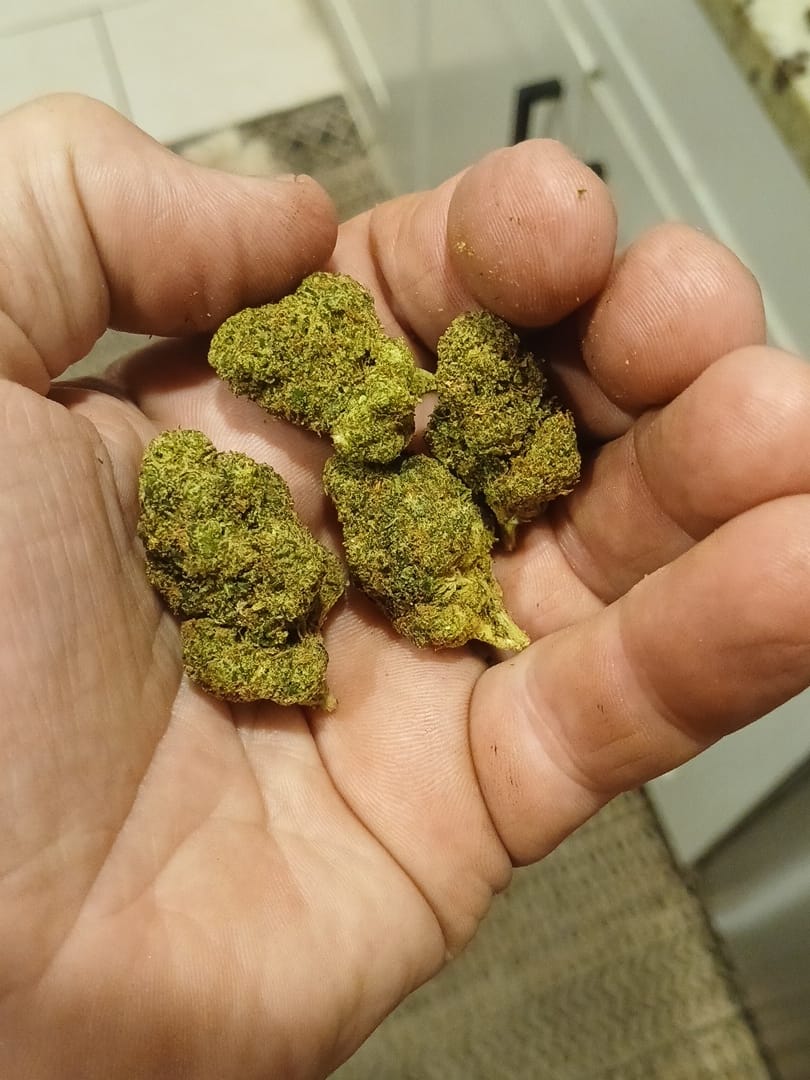 Customer photo review of Purple Nebula (Light Assist) - THCA Flower