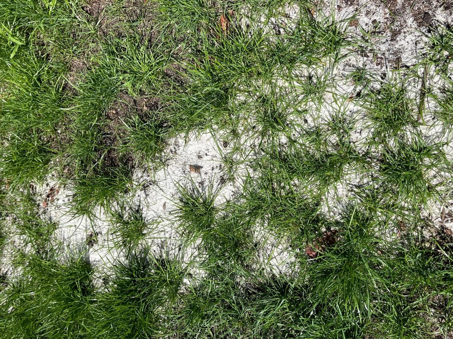 Customer photo review of Floragard Rasensand, Quarzsand, Gartensand, Rasen - Sand zum Lüften schwerer Böden, ideal nach dem Vertikutieren