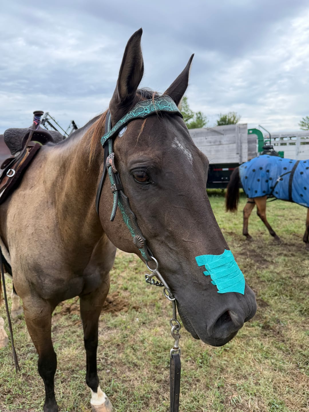 Customer photo review of OptiWize Collagen +Plus Horse Joint Supplement