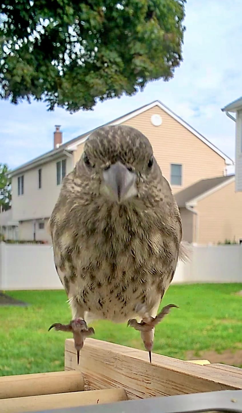 Customer photo review of Birdfy Feeder Bamboo A Pro - Smart Metal Feeder with Camera
