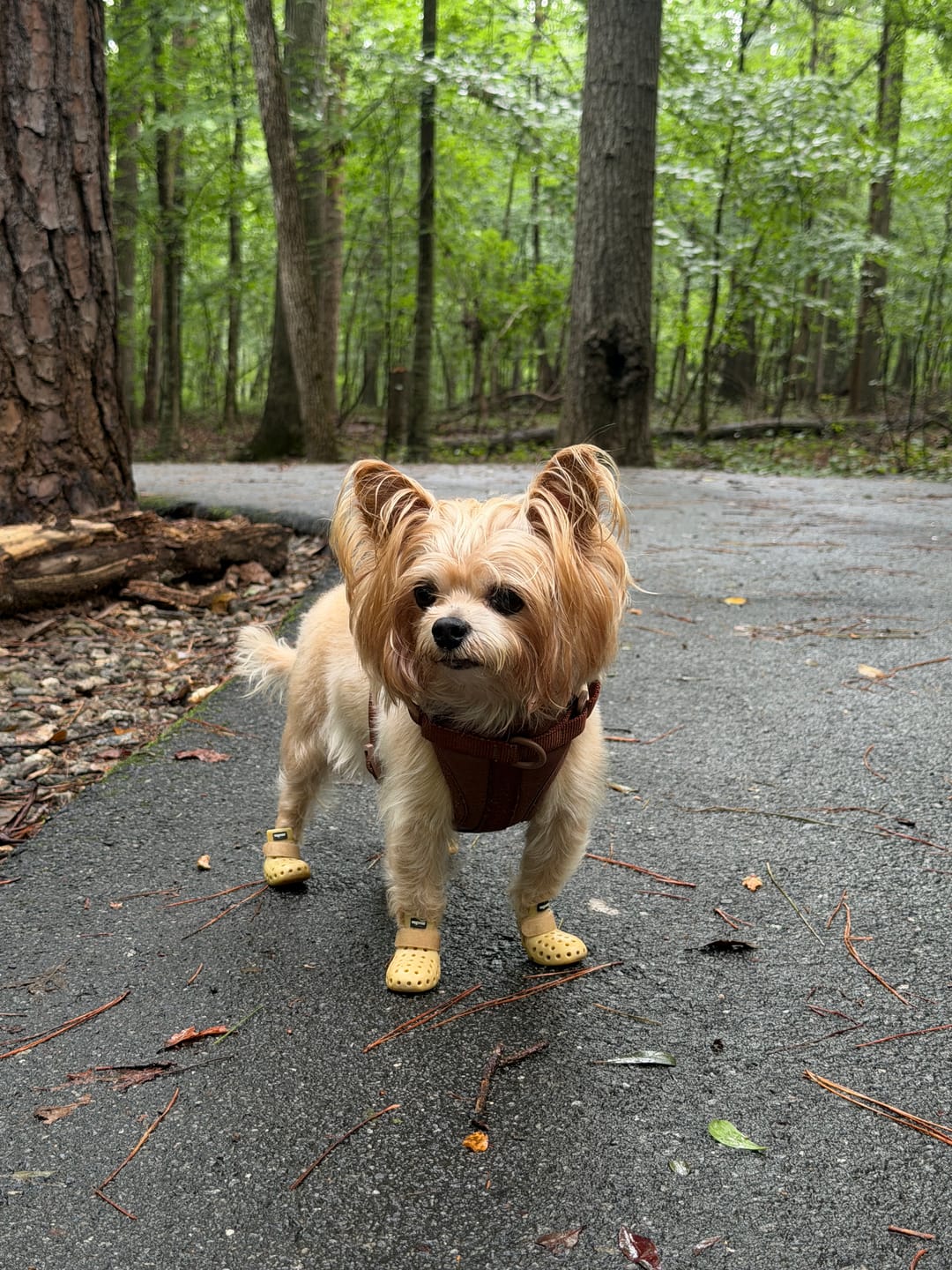 Customer photo review of WagWellies® Mojave
