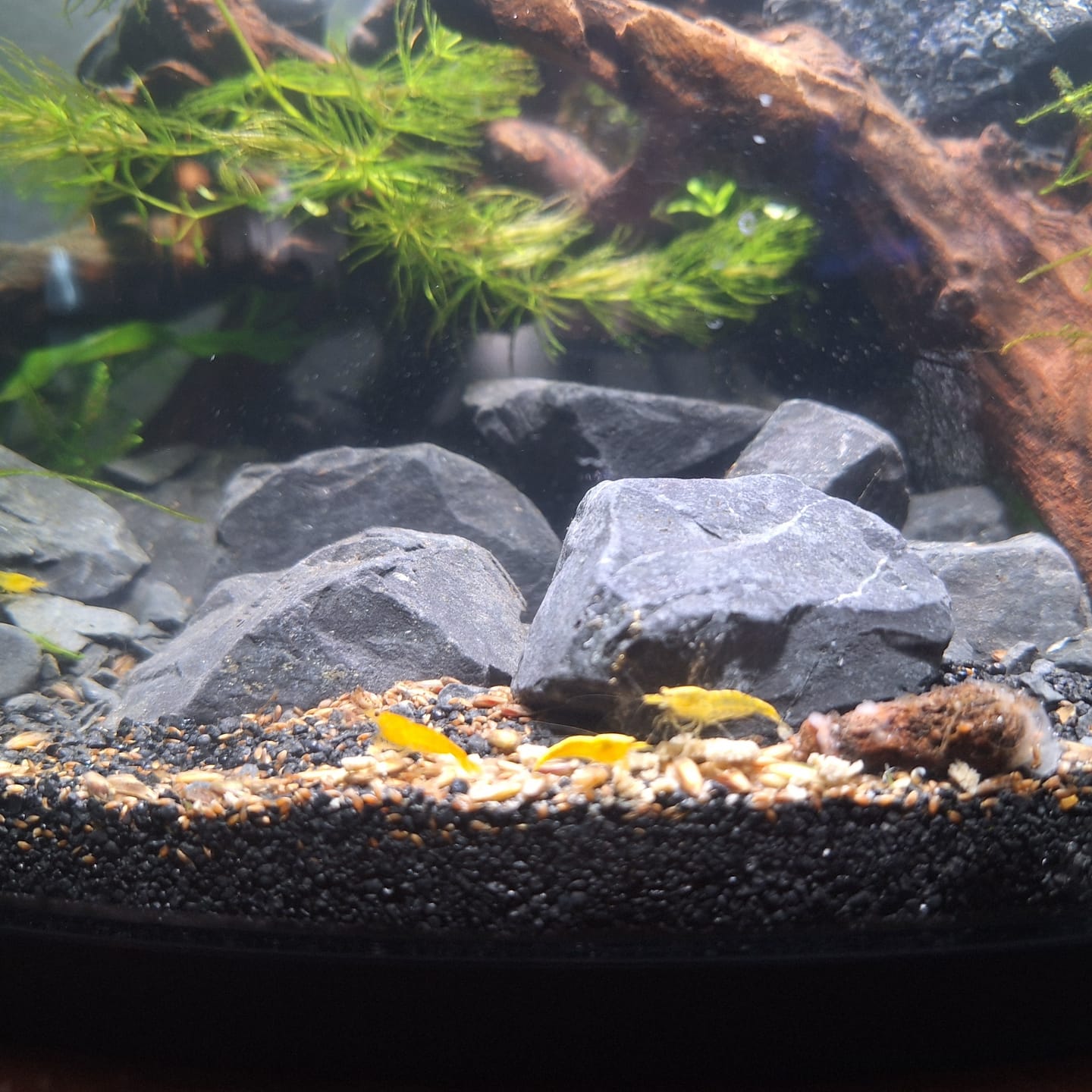 Customer photo review of Yellow Golden Back Shrimp (Bright Yellow Neocaridina)