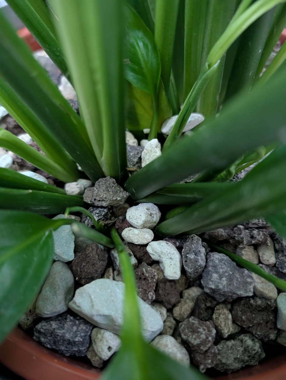Customer photo review of Floragard Green Jungle Mix, Mineralisches Pflanzengranulat, Mineralische Blumenerde, ohne Torf