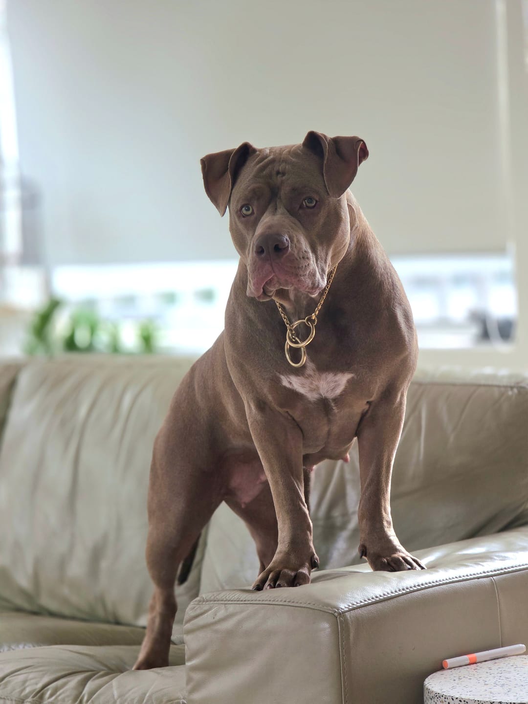 Customer photo review of Brass Slip Collar