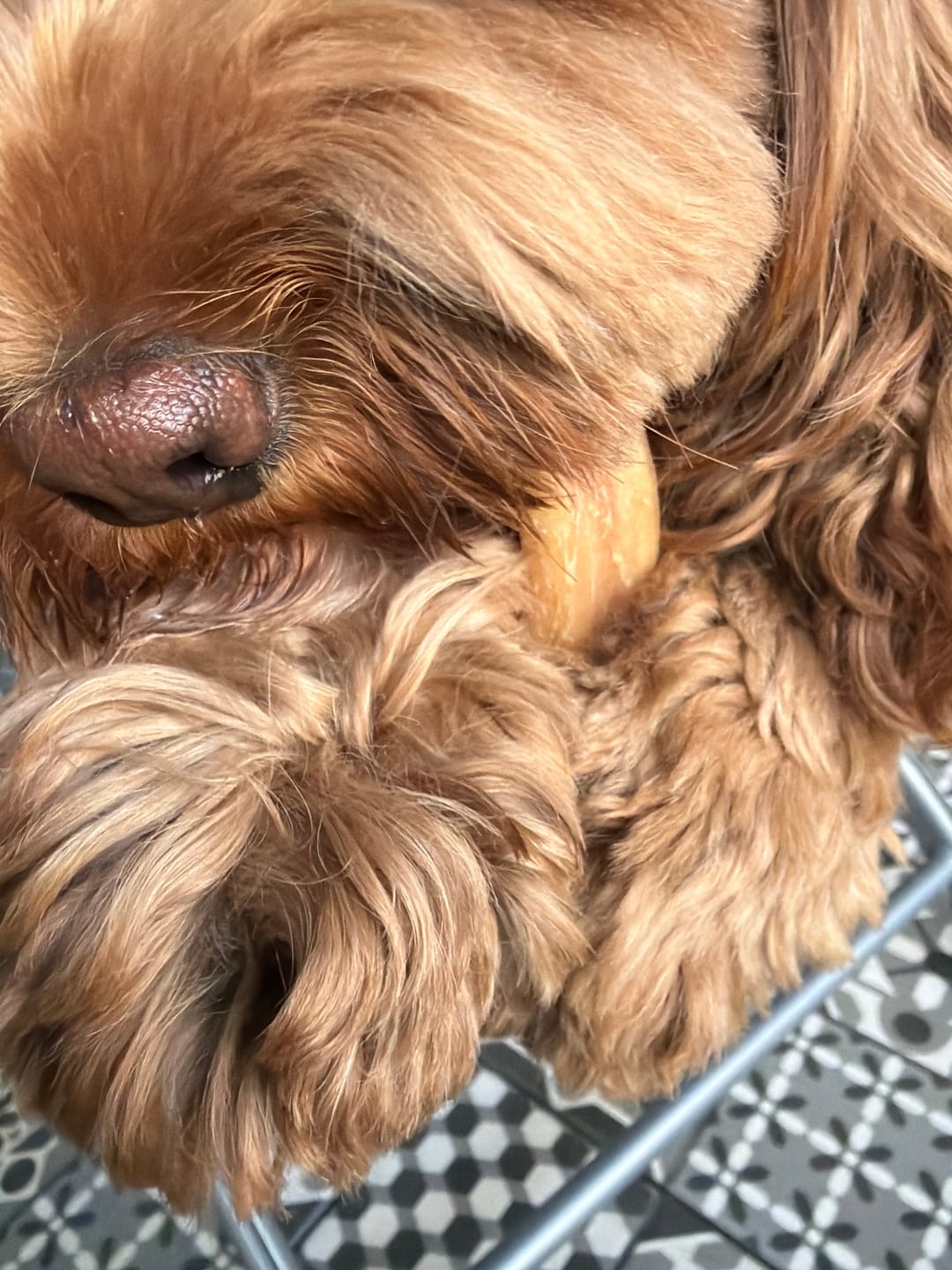 Customer photo review of Large Bully Stick Ring