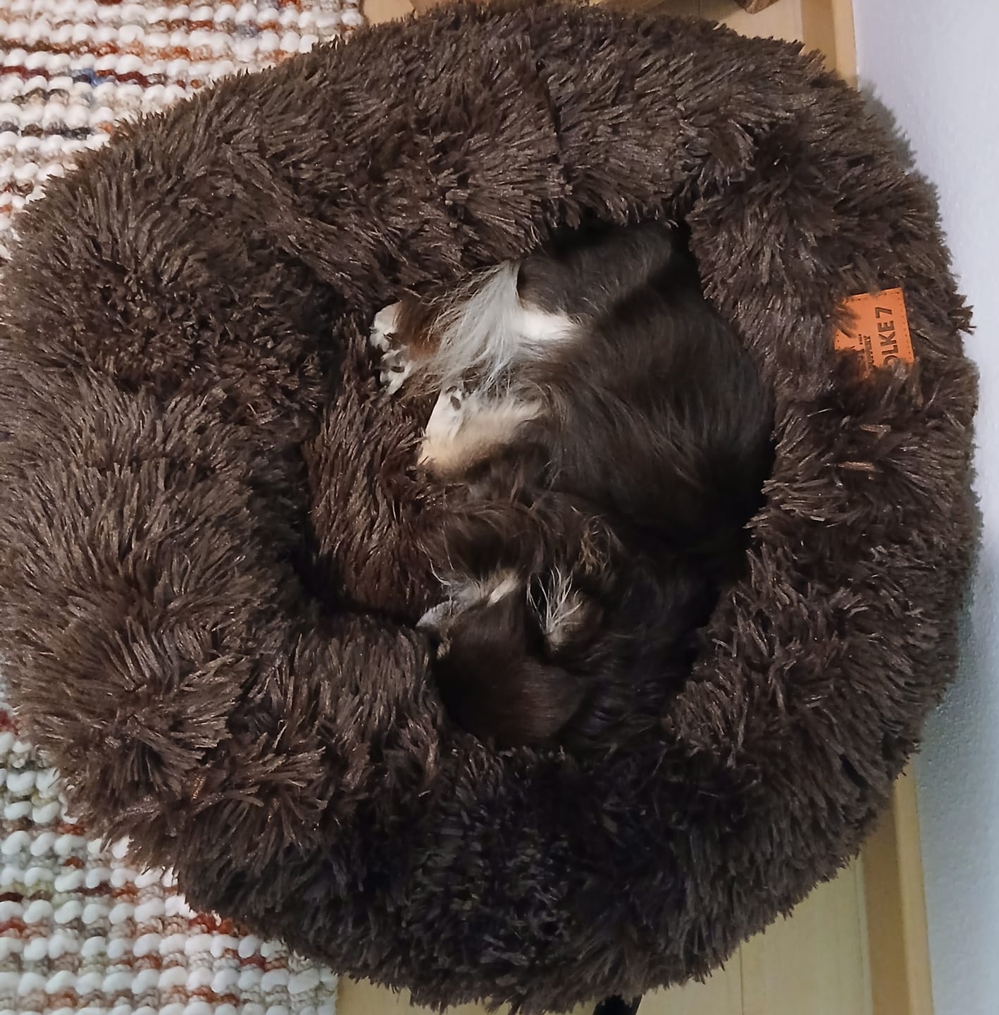 Customer photo review of Puppery Hundebett Wolke 7 - Das Original