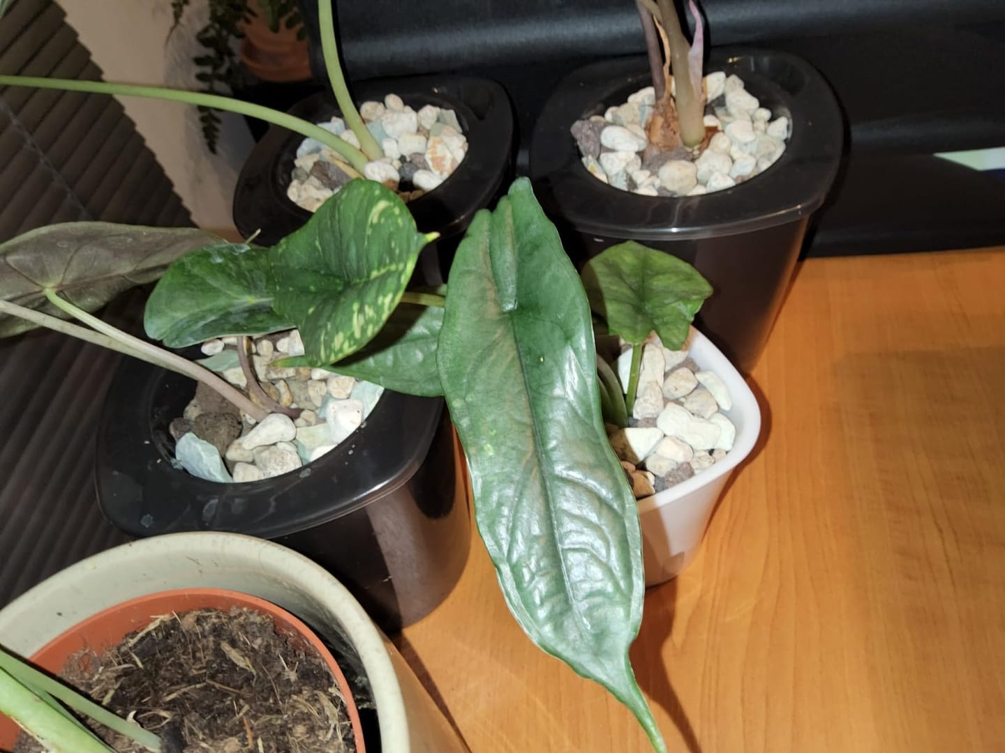 Customer photo review of Floragard Green Jungle Mix, Mineralisches Pflanzengranulat, Mineralische Blumenerde, ohne Torf