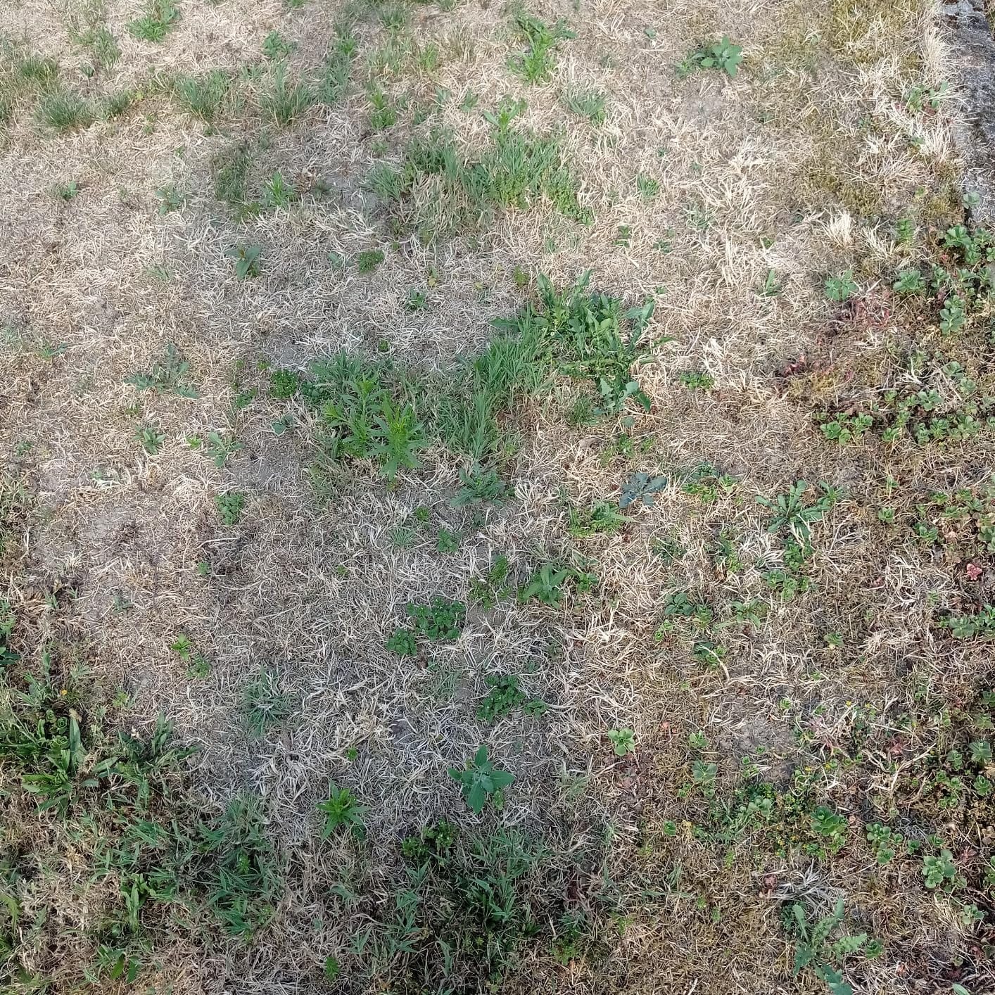 Customer photo review of HEGA Grasland Rasensamen, Sport und Spiel, Grassamen, Saatgut, Rasen, Gras, Sportrasen, Spielrasen