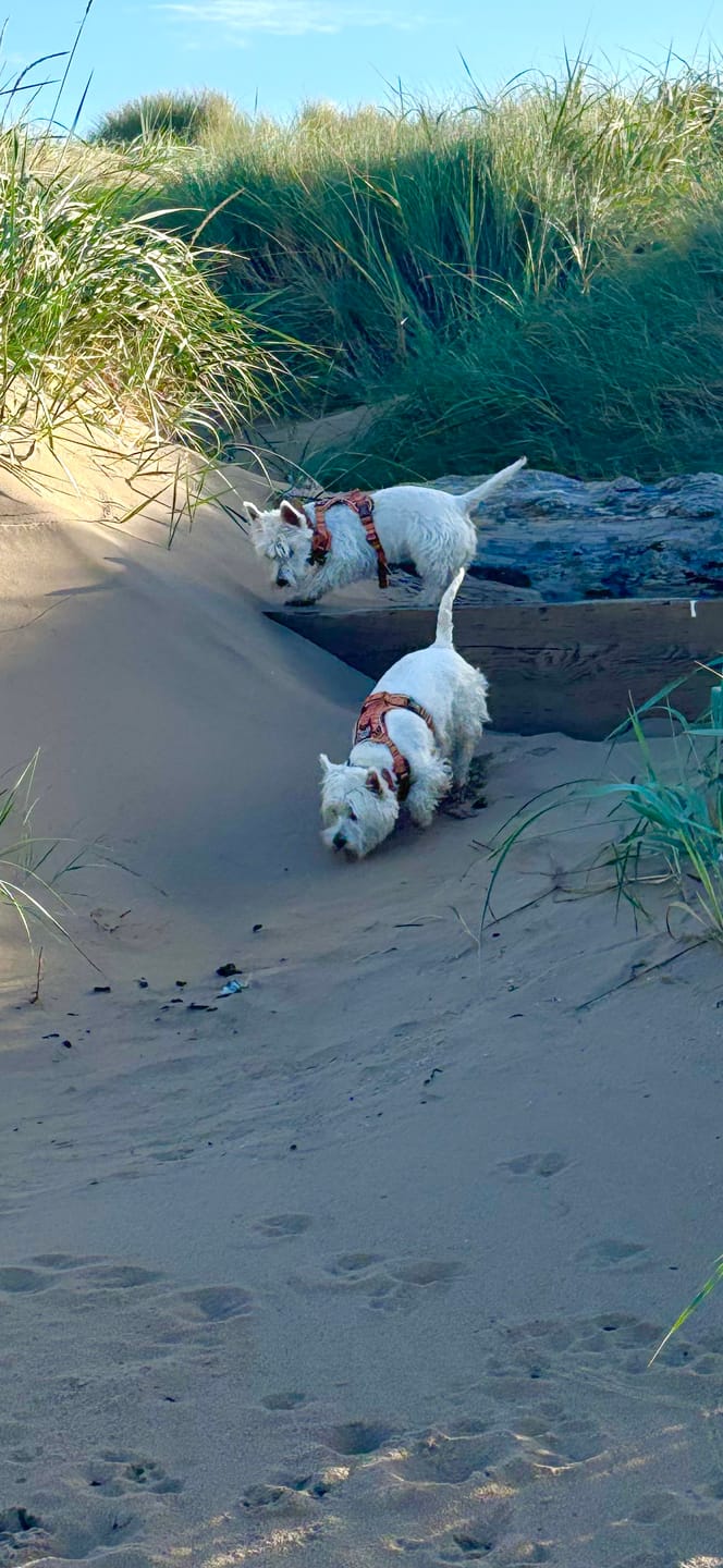Customer photo review of Tough Trails™ Harness -  Golden Acre