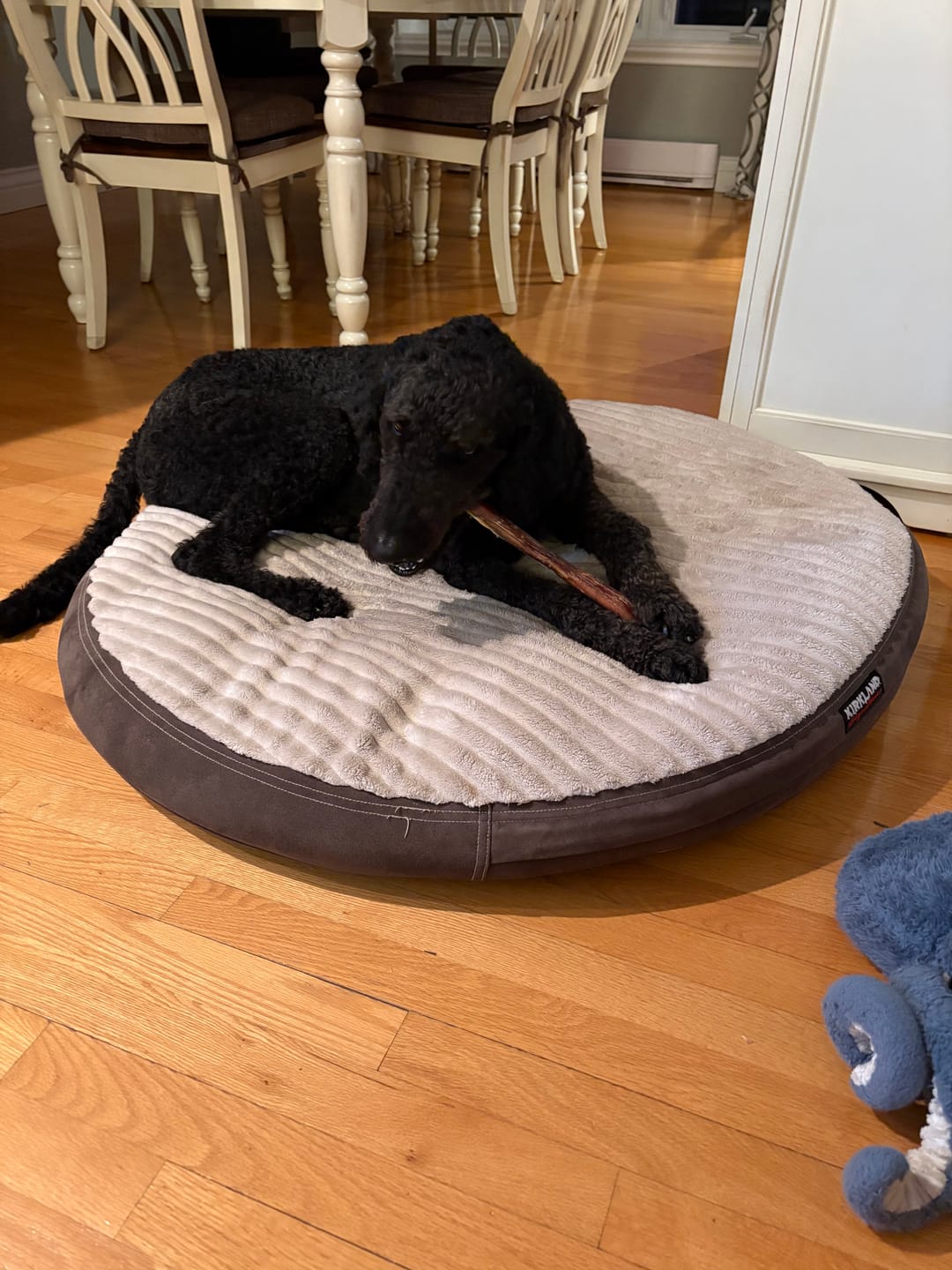Customer photo review of 12 Inch Monster Bully Stick
