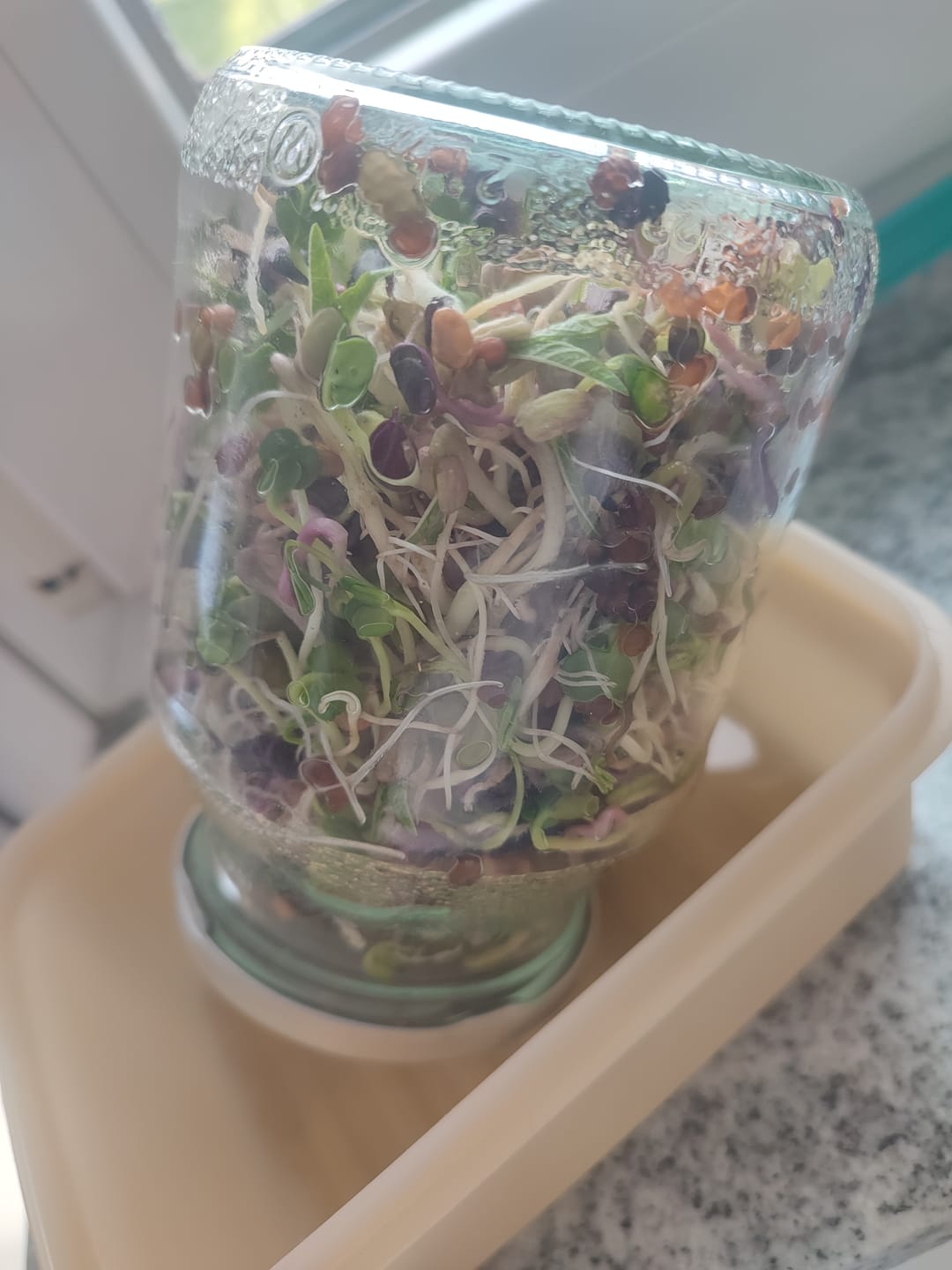 Customer photo review of Sprossenmix ‘Salat‘