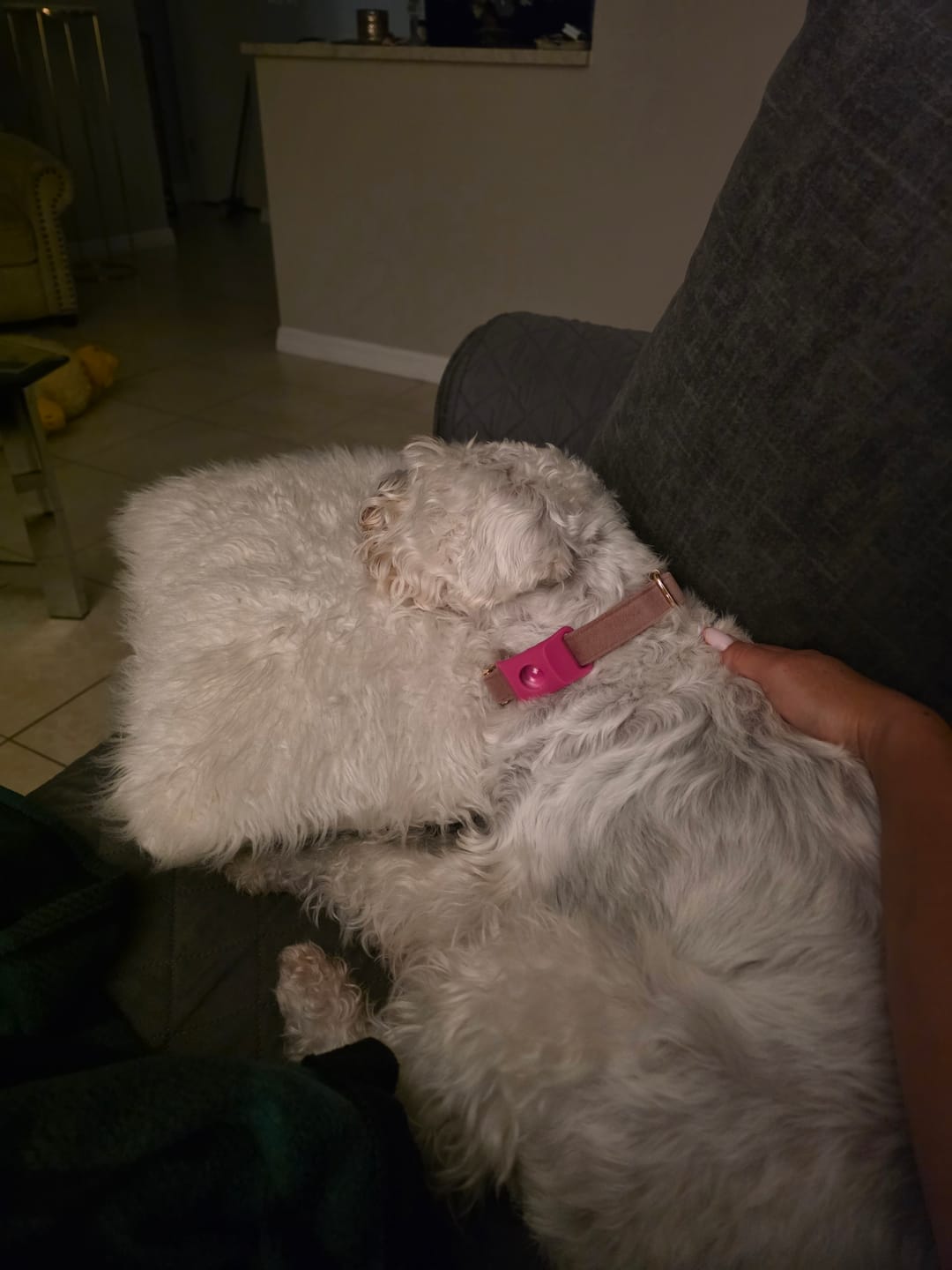 Customer photo review of FurLife™ 12 Months Flea and Tick Free