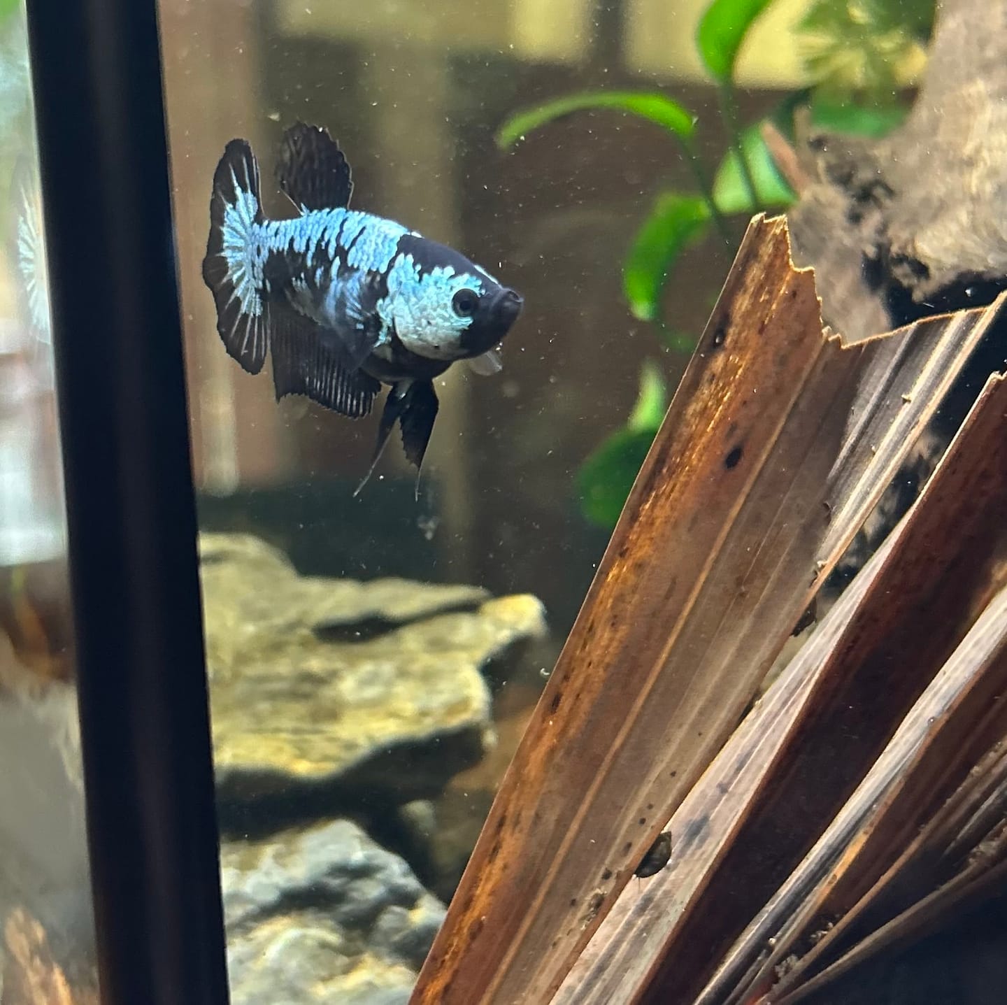 Customer photo review of Black Samurai Female Betta Fish