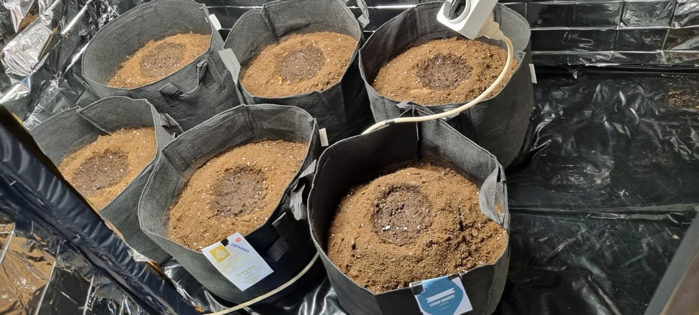 Customer photo review of Floragard Professional Growmix 70L, Cannabis Erde Topfsubstrat mit Perlite und Trichoderma