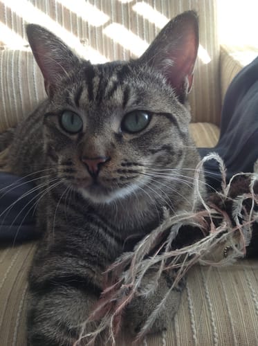 Customer photo review of Cat Respiratory Relief & Allergy Bundle (Colds, Sneezing, Congestion)