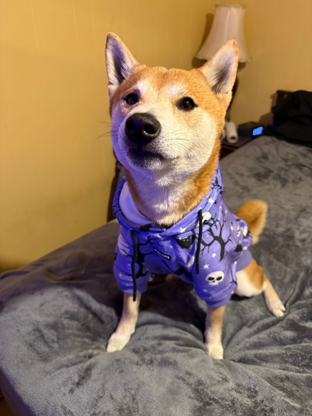 Customer photo review of Halloween Dog Hoodie - Purple