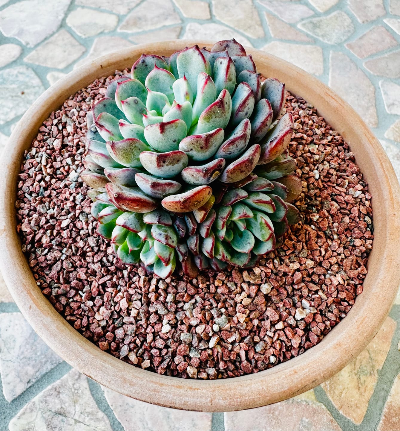 Customer photo review of Echeveria 'Luna Rose' - Clumps