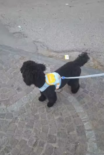 Customer photo review of Mochila adorable para perro
