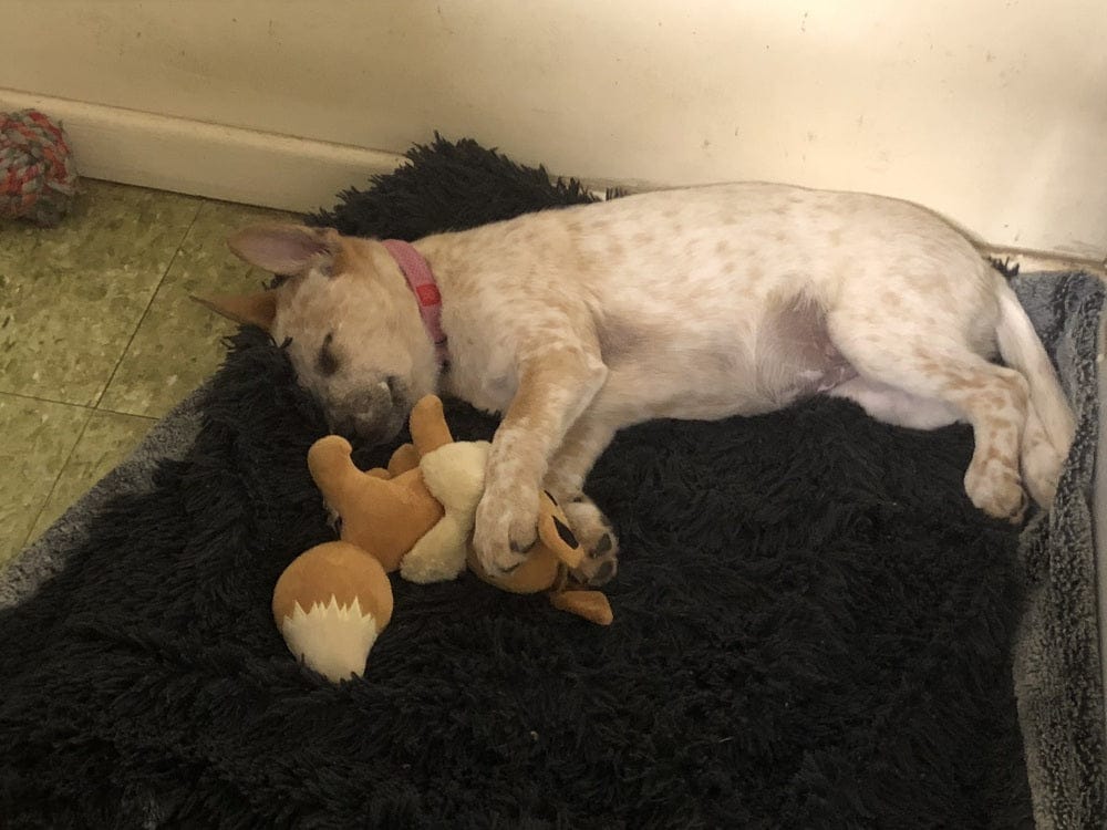 Customer photo review of Kit Difusores Calmantes para Perro