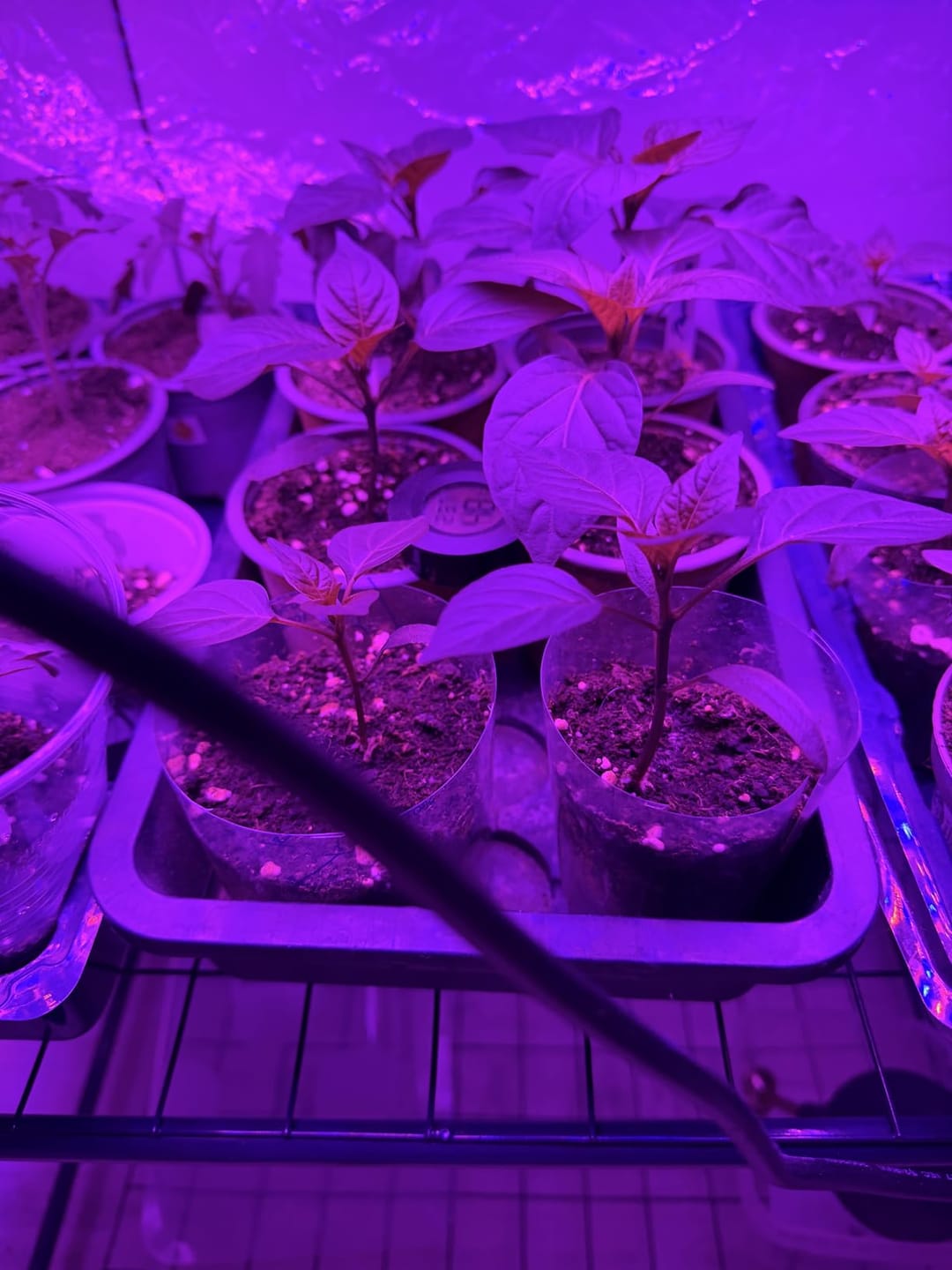 Customer photo review of Floragard Uni Bio Hochbeet Erde 40L, Hochbeeterde, Gemüseerde, Paprikaerde, torfred.