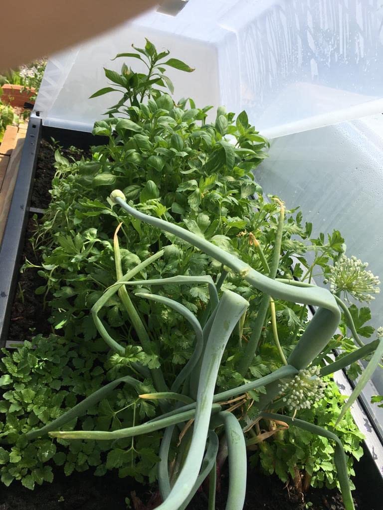 Customer photo review of Floragard Uni Bio Hochbeet Erde 40L, Hochbeeterde, Gemüseerde, Paprikaerde, torfred.